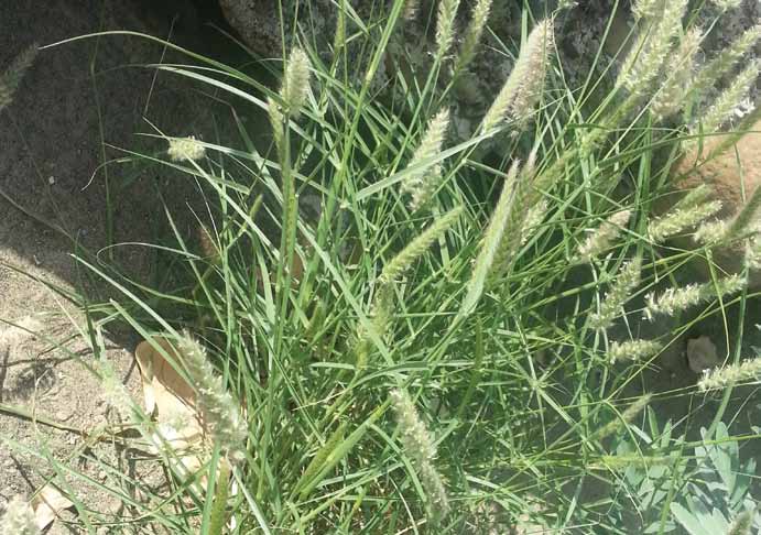 Setaria Pumila (Poir.) Roemer & Schultes