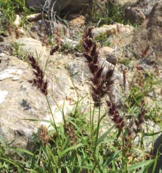 Phalaris minor Retz