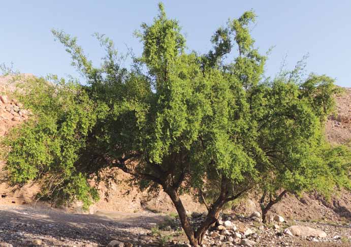 Ziziphus spina-christi (L.) Desf.