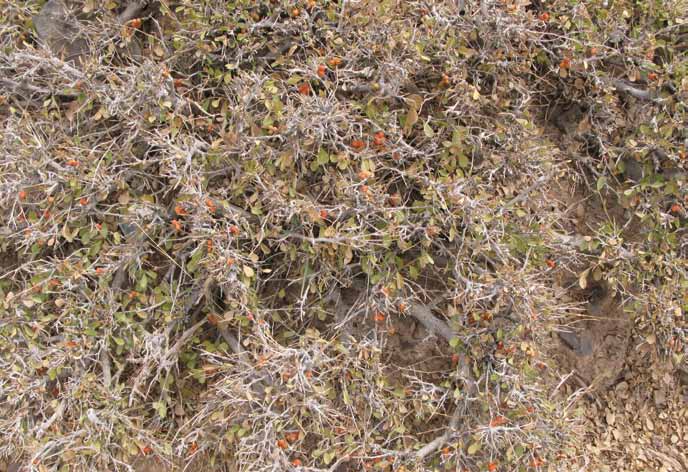Grewia erythraea (Schweinf)