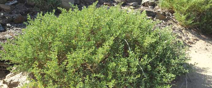 Tetraena qatarensis (Hadidi).Beier & Thulin