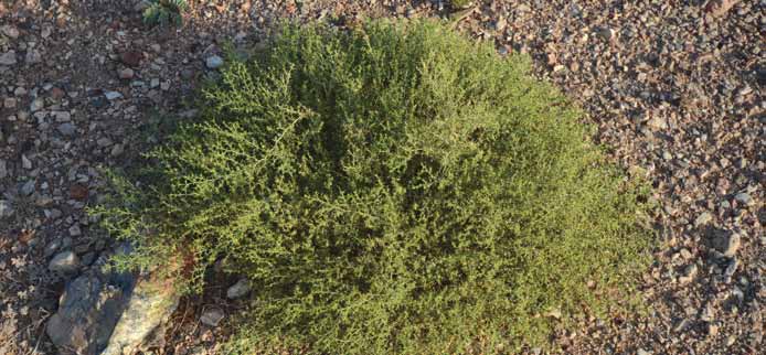 Fagonia Indica Burm. F.