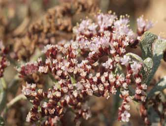 Limonium stocksi